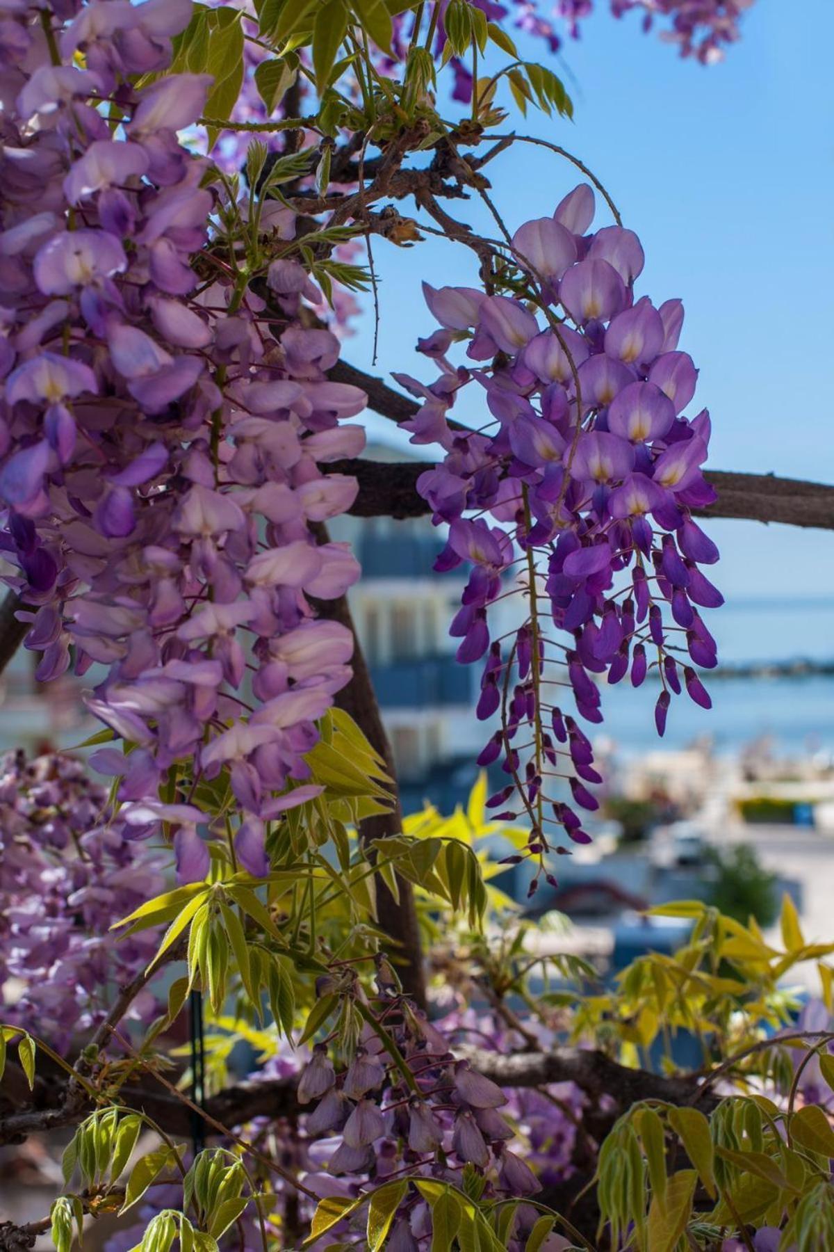 Albergo Villa Lucia Bellaria-Igea Marina Luaran gambar